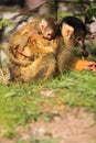 Mother and baby squirrel monkey Royalty Free Stock Photo