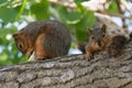 Mother & Baby Squirrel in a Tree Royalty Free Stock Photo