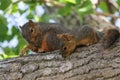 Mother & Baby Squirrel in a Tree Royalty Free Stock Photo