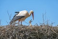 Mother with baby storks on the nest in Portugal