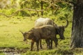 Mother and baby thai buffalo standing under the tree Royalty Free Stock Photo