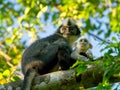 Mother and baby Thomas Leaf Monkey Presbytis thomasi in Bukit Lawang Sumatra Royalty Free Stock Photo