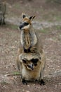 Mother and baby Wallaby Royalty Free Stock Photo