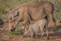 Mother and baby Warthog eating grass. Royalty Free Stock Photo