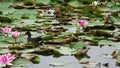 Mother and baby waterfowl