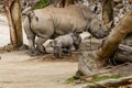 Mother and baby White Rhino. Auckland Zoo, Auckland, New Zealand