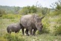 Mother and baby white rhino feeding in green bush in Kruger Park South Africa Royalty Free Stock Photo