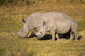 Mother and Baby White Rhino Royalty Free Stock Photo