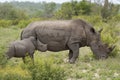 Mother and baby white rhino grazing in Kruger Park South Africa Royalty Free Stock Photo