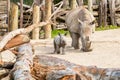 Mother and baby White Rhino. Auckland Zoo, Auckland, New Zealand