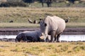 Baby of white rhinoceros Botswana, Africa Royalty Free Stock Photo