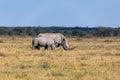 Baby of white rhinoceros Botswana, Africa Royalty Free Stock Photo