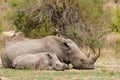 Mother and baby White Rhinoceros (Ceratotherium simum), resting in bush in South Africa Royalty Free Stock Photo