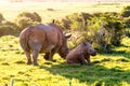 Mother and baby white rhinos