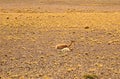 Mother and Baby Wild Vicunas Relaxingon the Arid Desert of Los Flamencos National Reserve in Antofagasta Region of Northern Chile