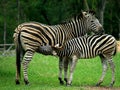 Mother and a baby Zebra Royalty Free Stock Photo