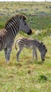 Mother and baby zebra on the African Plain