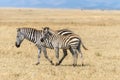 Mother and baby zebra Royalty Free Stock Photo