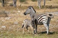 Mother and baby zebra in Etosha National Park in Namibia Royalty Free Stock Photo