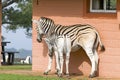 Mother and baby Zebra in front of house in Umfolozi Game Reserve, South Africa, established in 1897