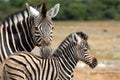 Mother and baby zebra in Etosha National Park in Namibia Royalty Free Stock Photo