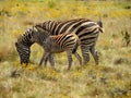 Mother and baby zebra painting Royalty Free Stock Photo