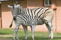 Mother and baby Zebra standing in front of house in Umfolozi Game Reserve, South Africa, established in 1897 Royalty Free Stock Photo
