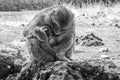 A mother Barbary Macaque monkey, with its young baby, sitting and embracing on a rock, Morocco Royalty Free Stock Photo