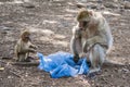 A mother barbary macaque monkey, Macaca sylvanus, with a baby monkey looking for food in plastic bag Royalty Free Stock Photo