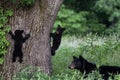 Mother bear and 2 cubs Royalty Free Stock Photo