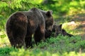 Mother bear with cubs. Momma bear with cubs.