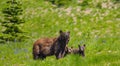 Mother bear and cubs Royalty Free Stock Photo