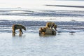 Mother Bear and Cubs on a Tidal Flat Royalty Free Stock Photo