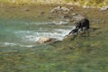 Mother bear helping her cub stucked in river