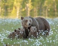 Mother bear and her three cubs in the middle of the cotton grass in a Finnish bog Royalty Free Stock Photo