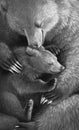 Mother bear hugs the bear cub. Realistic monochrome hand drawing.