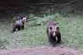 Mother bear and its cub Royalty Free Stock Photo
