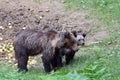 A mother bear with its cub on the feeding place Royalty Free Stock Photo