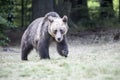 Mother bear outcoming from the forest in Romania