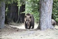 Mother bear outcoming from the forest in Romania