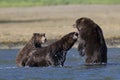 Mother Bear protecting cub bear from boar Royalty Free Stock Photo