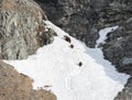 Mother bear and two cubs climb through deep snow in the rocky mountains Royalty Free Stock Photo