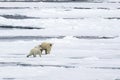 Mother bear with two polar bear cubs, on the ice, north of Svalbard in the Arctic Royalty Free Stock Photo