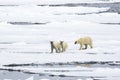 Mother bear with two polar bear cubs, on the ice, north of Svalbard in the Arctic Royalty Free Stock Photo