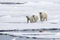 Mother bear with two polar bear cubs, on the ice, north of Svalbard in the Arctic Royalty Free Stock Photo