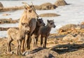 A Mother Bighorn Sheep and Her Triplets Royalty Free Stock Photo