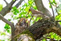 Mother bird feeding baby birds in the nest