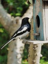 Mother bird feeding her babies with big worm Royalty Free Stock Photo