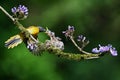 A mother bird is feeding her cute chick perched on a flowering tree trunk in a tropical forest