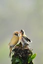 Mother bird feeding her cute chicks Royalty Free Stock Photo